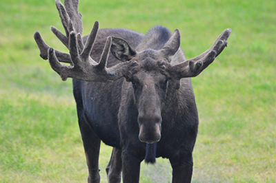 Image Concealment Films - MH Studios